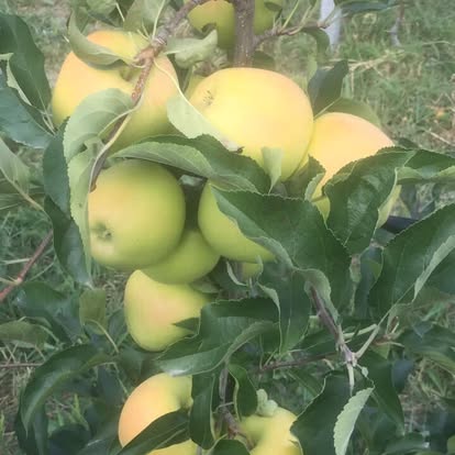 Yellow apples ripening on the tree
