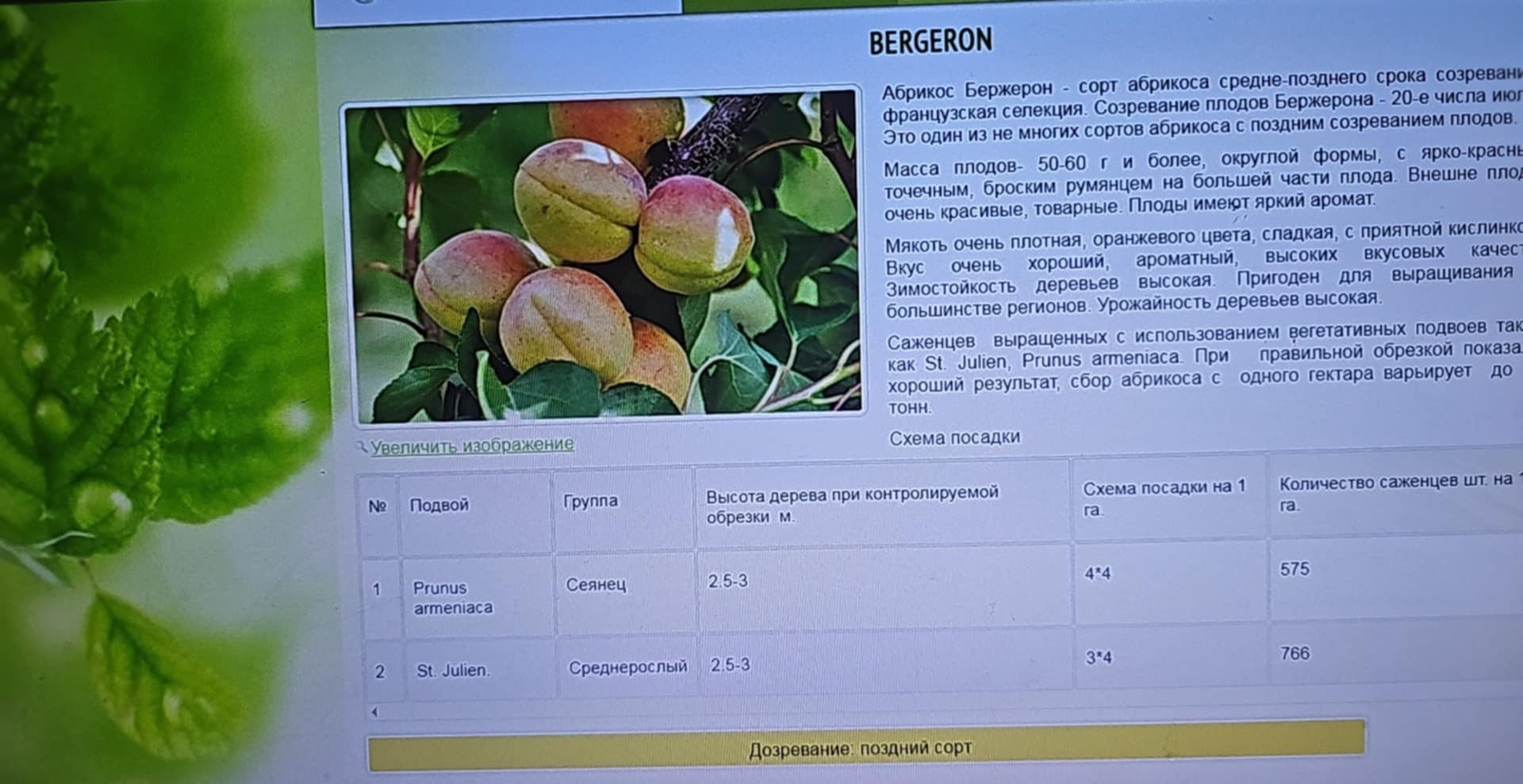 Bergeron — გარგარი