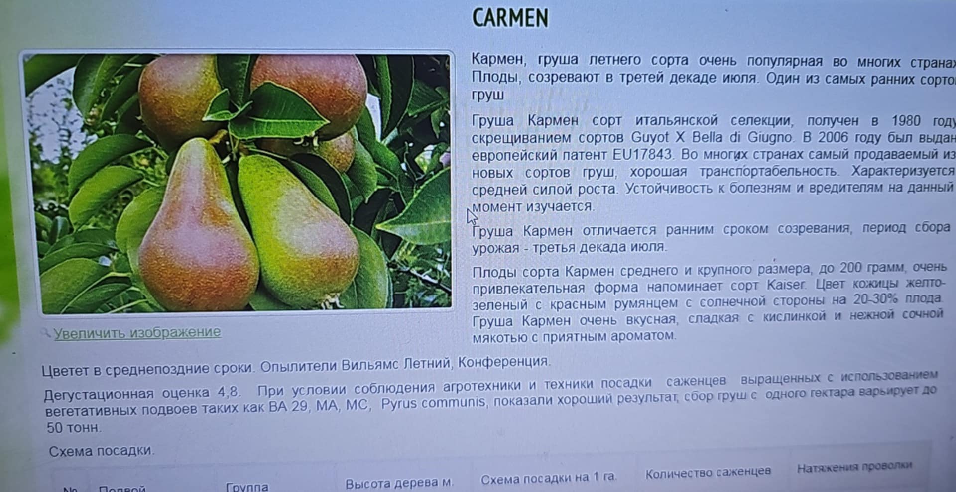 Carmen — მსხალი