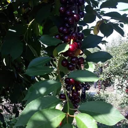 Dark sweet cherries on the tree