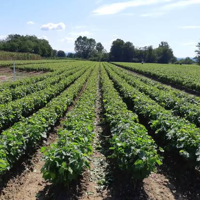Field rows of nursery crops