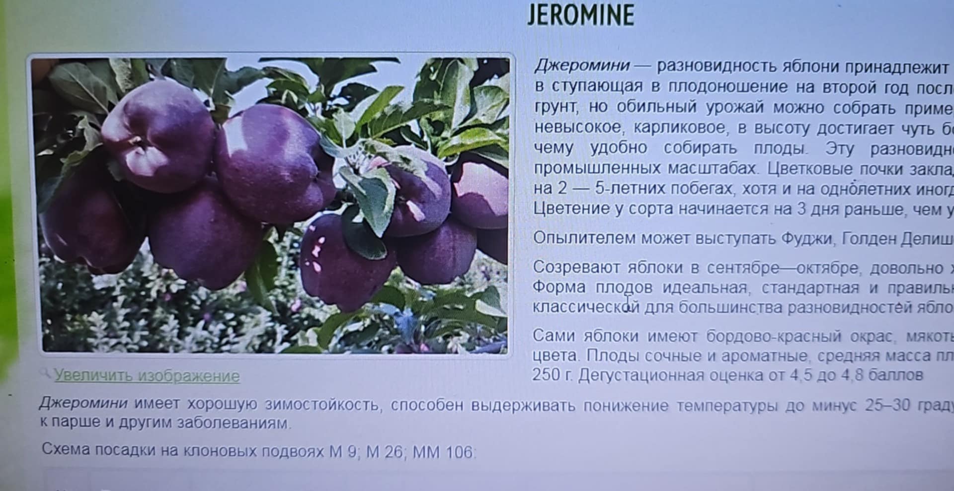 Jeromine — ვაშლი