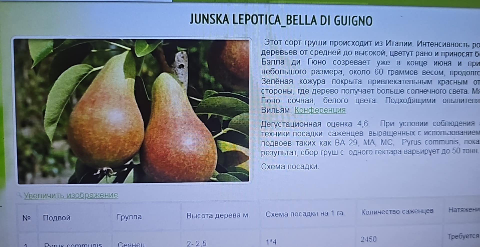 Junska Lepotica — მსხალი
