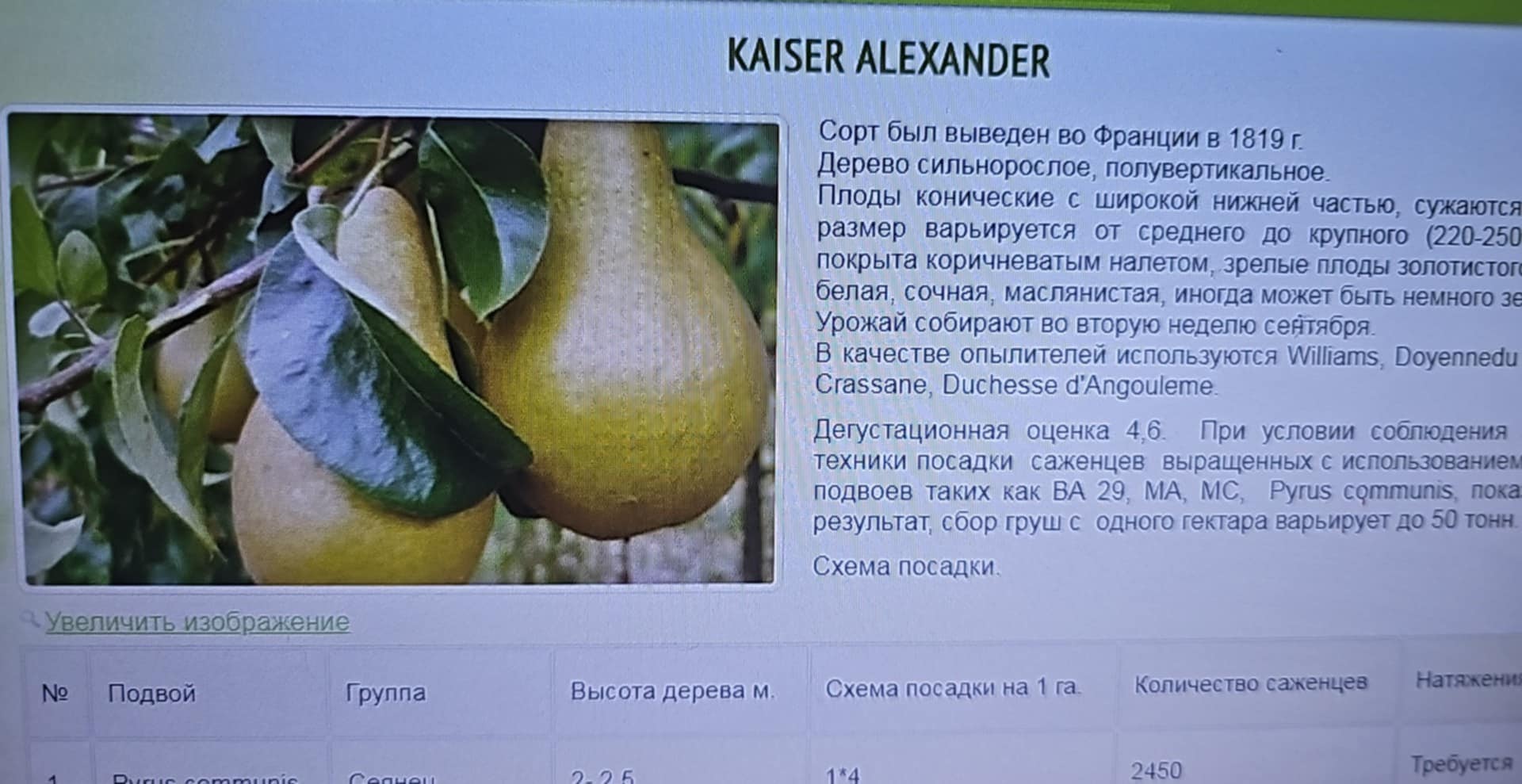 Kaiser Alexander — მსხალი