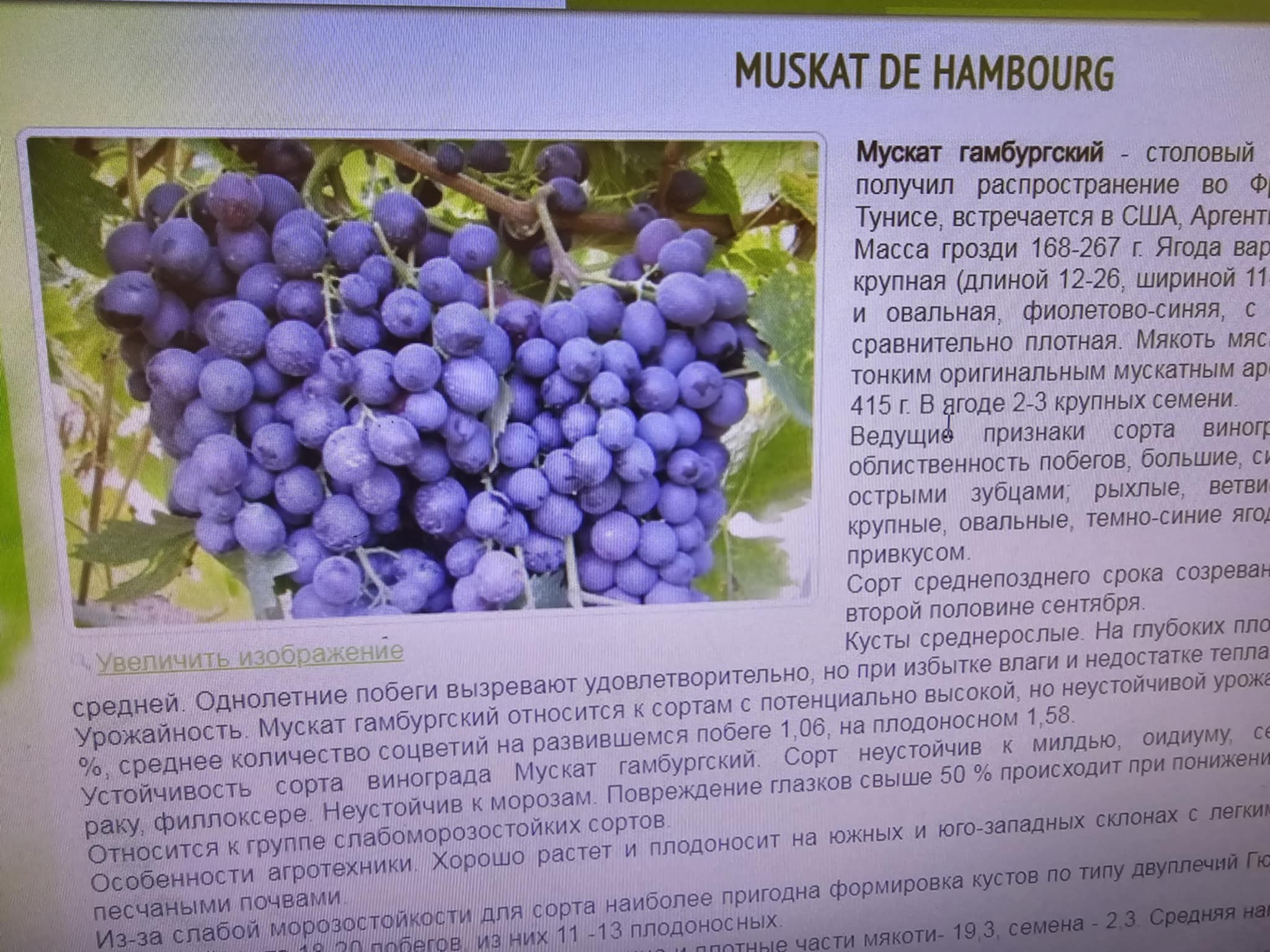 Muscat de Hambourg — ვაზი