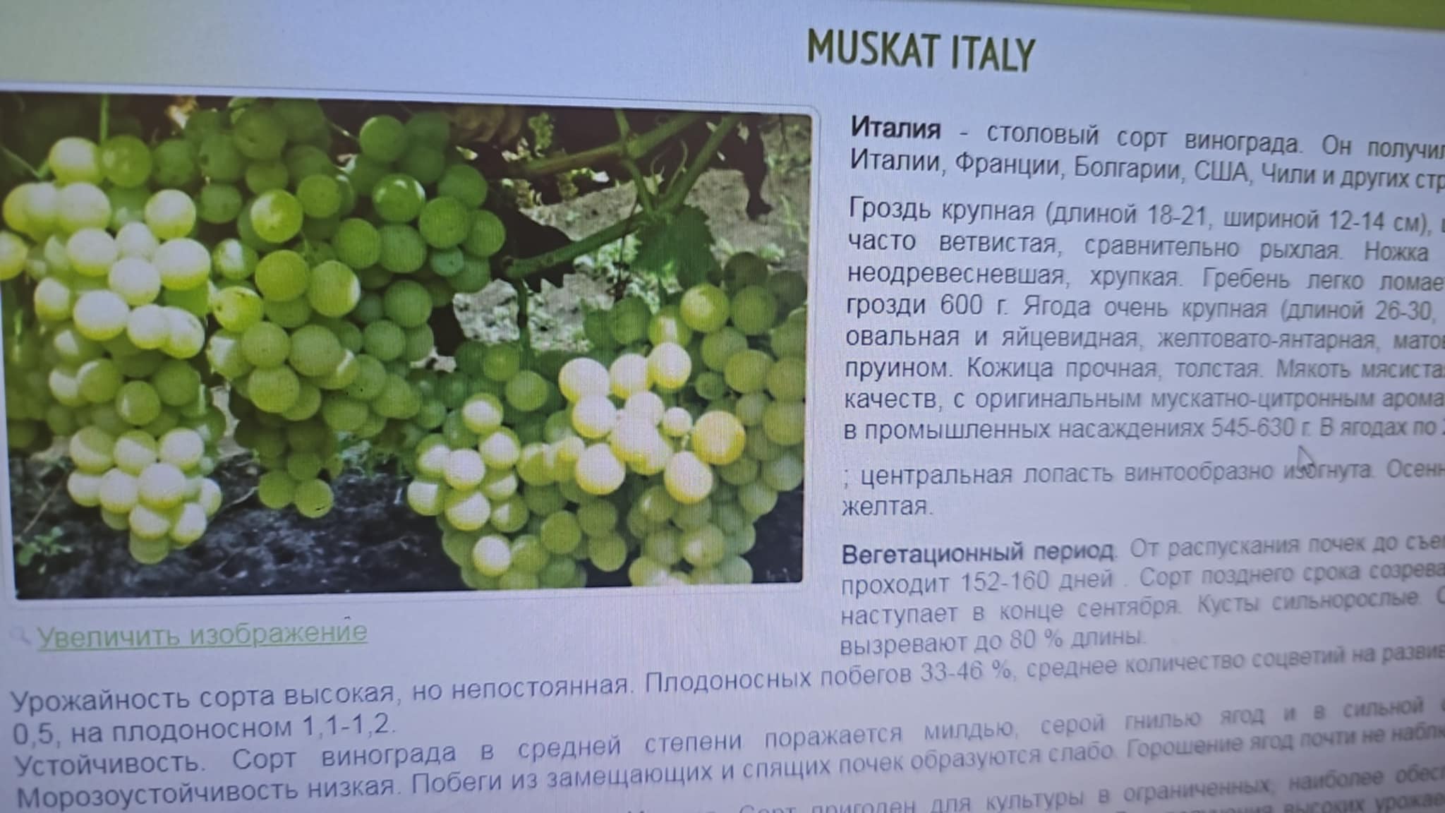 Muscat Italia — ვაზი