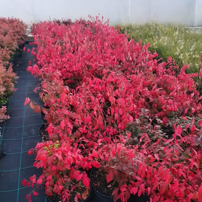 Burning bush shrubs at the nursery