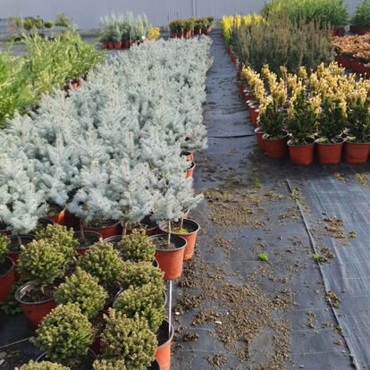 Blue spruce conifers at the nursery
