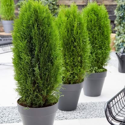 Thuja nursery stock