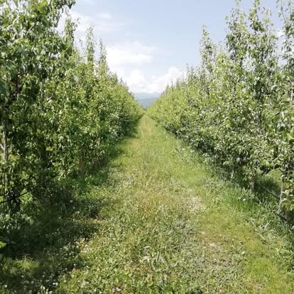 A path between orchard rows