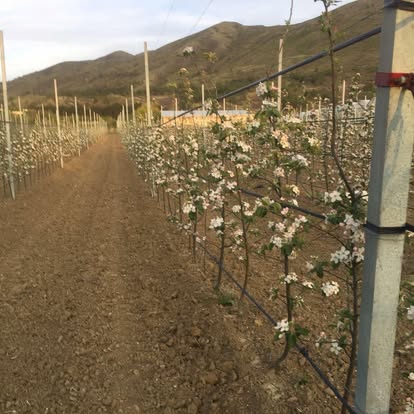 Orchard rows in spring blossom