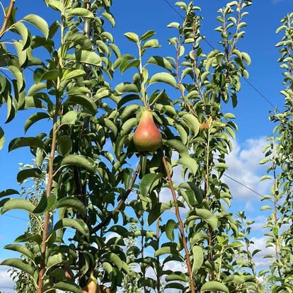 A ripe pear on the branch