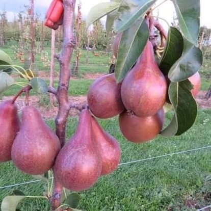 Red-blushed pears on the tree