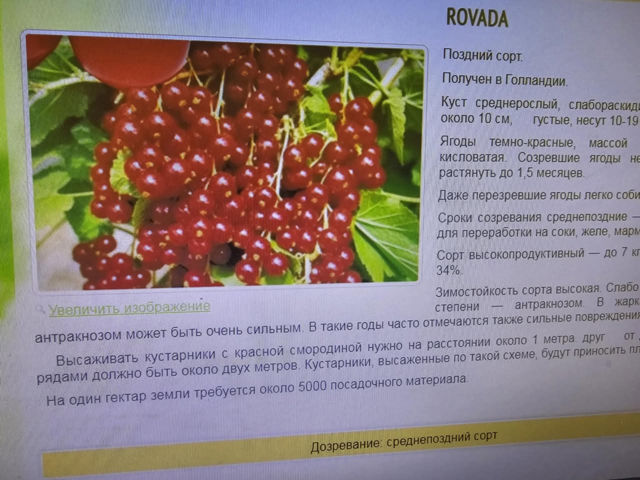 Rovada — წითელი მოცხარი
