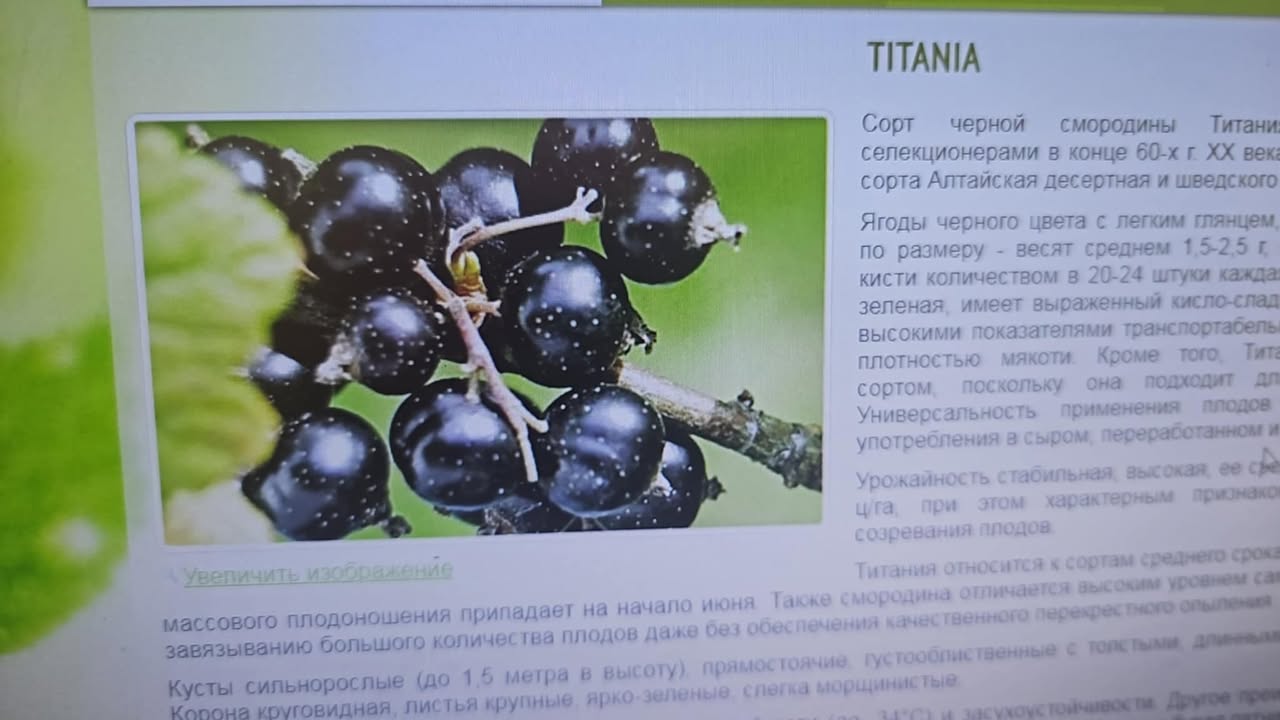 Titania — შავი მოცხარი